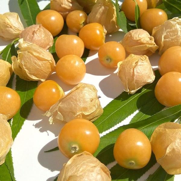 菇茑是凉性还是热性的 菇茑孕妇可以吃吗-七丽女性网